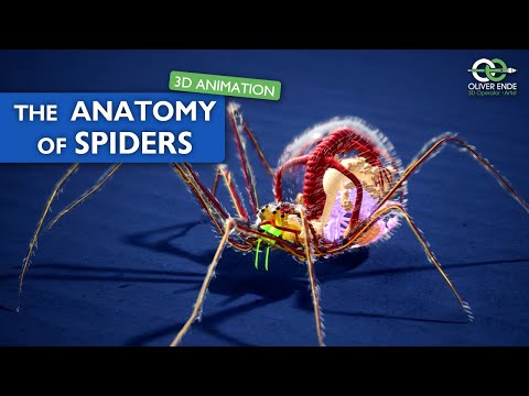 Video: Adakah arachnid mempunyai segmen badan?