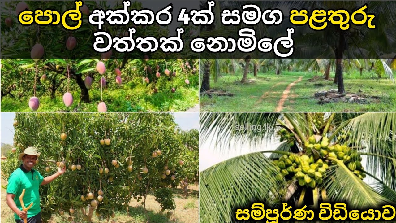 සුපිරි පොල් හා පළතුරු වත්තක් විකිණීමට | idam lanka | coconut and fruit land sale in srilanka