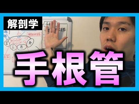 【基礎から勉強・解剖学】手根管【理学療法士・作業療法士】