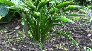 Hosta; Praying Hands