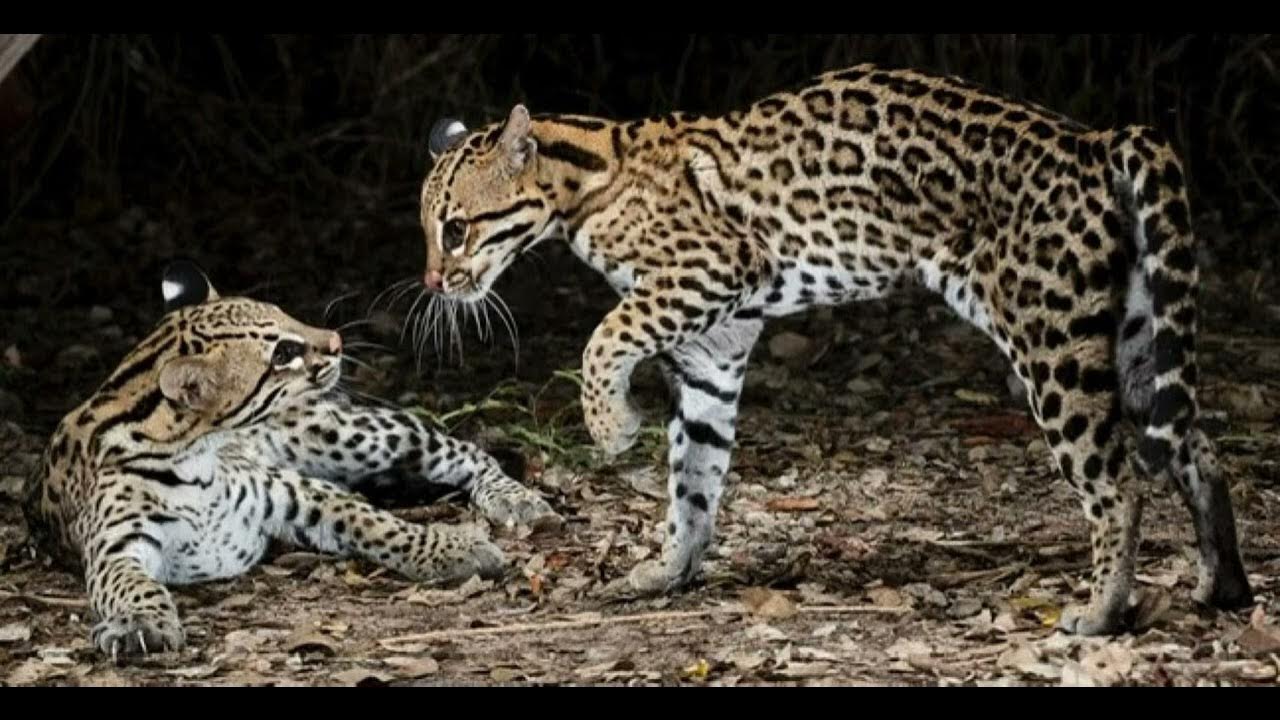 two-ocelots-growling-and-hissing-at-each-other-youtube