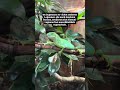 Fidschi-Leguan (Brachylophus vitiensis) in der Meranti Halle im Allwetterzoo Münster 2026