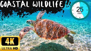 Coastal Wildlife | UPLIFT | 25 Minute Safari | Tropical House & Uplifting Chill Music