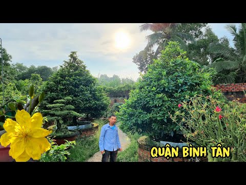 Video 10 cây mai 1 cốt Siêu Tàng Đẹp đế ngon giá rẻ Quận... - youtube