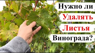 видео: Нужно ли УДАЛЯТЬ ЛИСТЬЯ ВИНОГРАДА до их ПРИРОДНОГО ОПАДАНИЯ? картинка: Нужно ли УДАЛЯТЬ ЛИСТЬЯ ВИНОГРАДА до их ПРИРОДНОГО ОПАДАНИЯ?