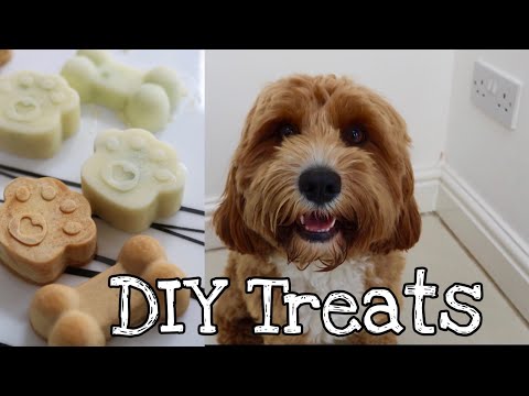 baking-with-bailey-the-cavapoo-|-diy-dog-treats