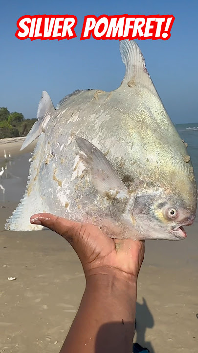 Expensive Huge Silver Pomfret Fish Caught! #shorts #pomfretfish #fishing