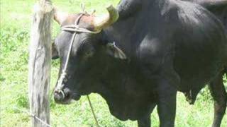 Cuba 2005 - A Guided Hike Through The Valle Del Ancon