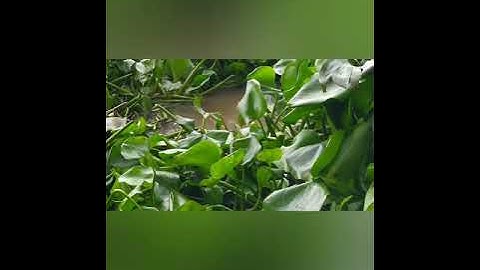 Câu cá tra sông  mùa nước nổi