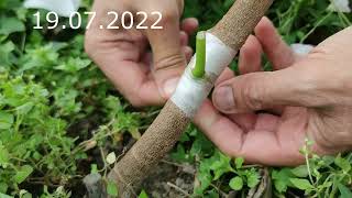 mulberry grafting // прививка шелковицы обзор за 2 года