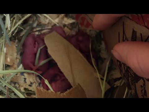 لحظات موشی دو توله خرس عروسکی تازه 