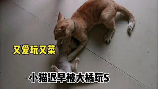 这样下去小猫迟早被大橘玩死！它这是爱小猫还是欺负小猫呢？