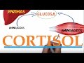 CORTISOL