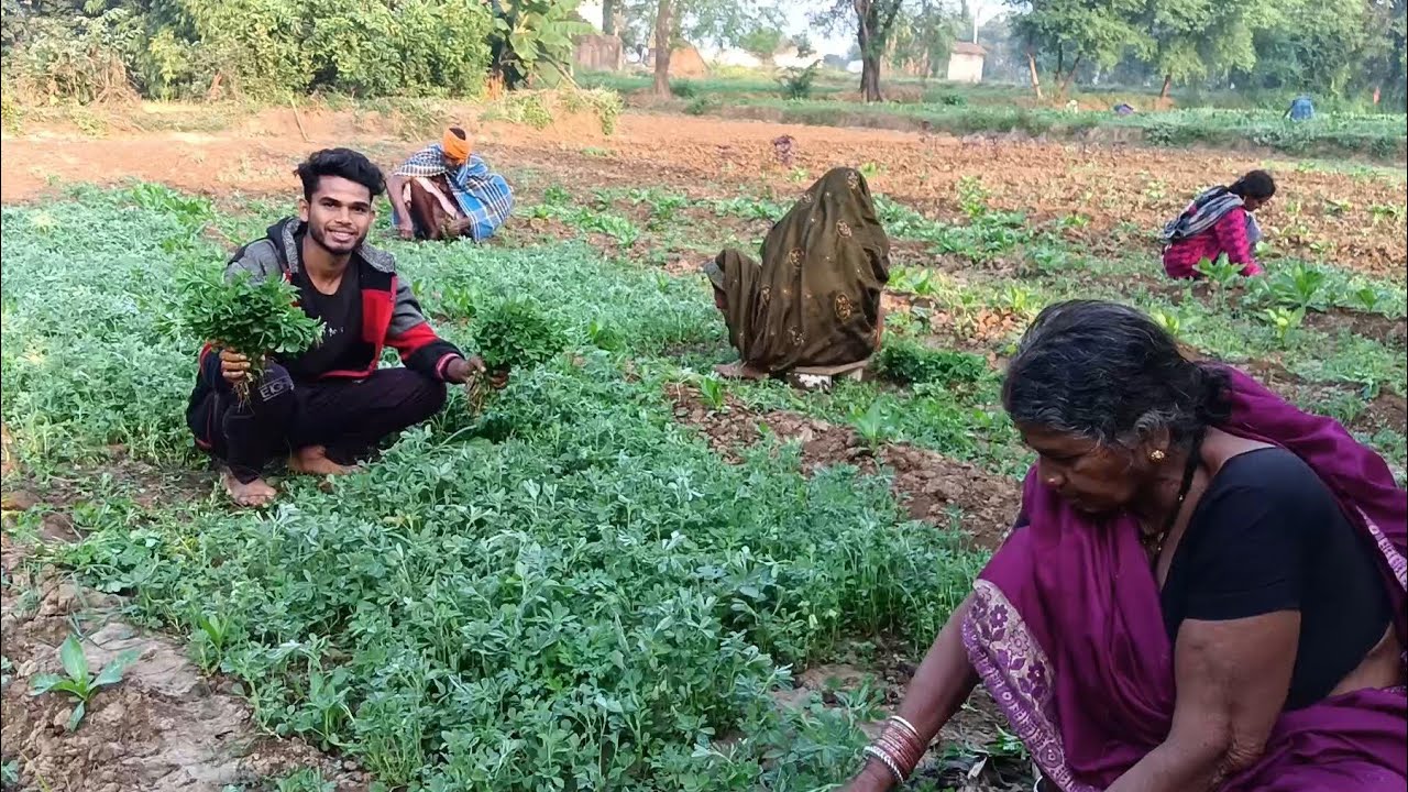 Aaj Methi Ka Last Harvesting Hai Last Ke Din Mast Profit Ho Gaya aaj-methi-ka-last-harvesting-hai-last-ke-din-mast-profit-ho-gaya
