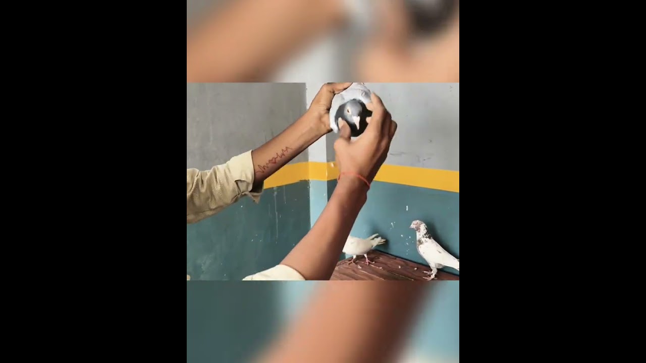 #Like ❤️karo #subscribe #karo comment# karo #video# #achi lagi to share karo #