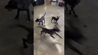 Meet Darlington A Terrier, American Pit Bull Currently Available For Adoption 2192024 22645 Pm