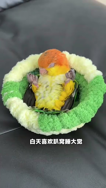 超级可爱的秋裤鸡，你想养一只吗？ #宠物 #科学养宠攻略 #萌宠百科