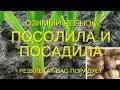 Посадка озимого чеснока. Посолила и посадила, а результат не заставит ждать.🧄🧄🧄