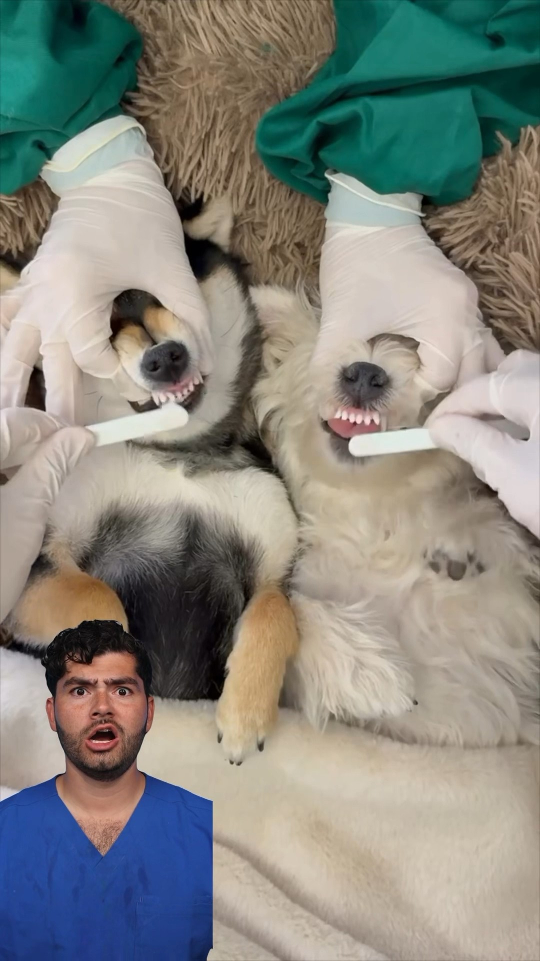 Dog Brushing Routine !?