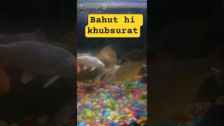 fish video....#fishvideo #newtrendingsong #chatani #yttrending #ytshorts