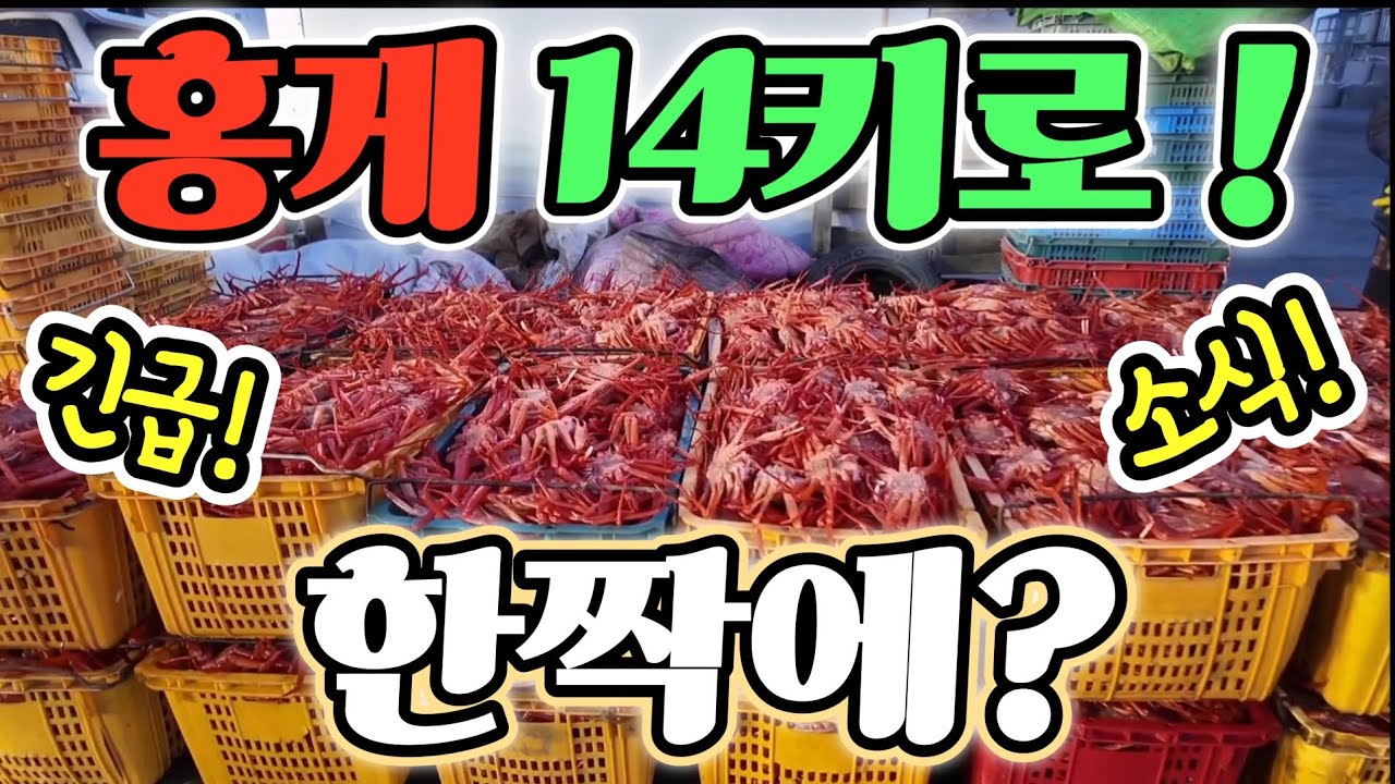 속초 홍게 어시장 상상 할수 없는가격! 진짜 막퍼줘? 제발 싸게 드세요! 한짝에? 배터진다! korean fish market channel 