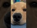 飼い主の起き待ちゴールデンレトリバー #shorts