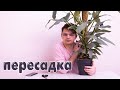 МЕГА Пересадка//Рассказываю подробно про ГРУНТ/Супер Филодендрон