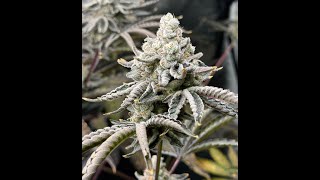 grow 21 late flower