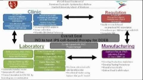Genetic Skin Disease (EB): Optimizing Embryonic Stem Cell Differentiation Protocols