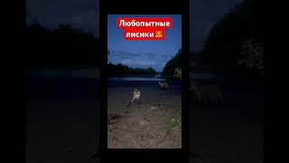 Дикие лисы пришли к рыбакам #лиса #вмиреживотных #милыевидео #fox