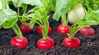 Turp Ne Zaman Ekilir? Hangi Aylarda?