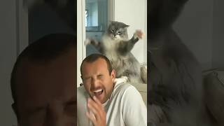 Funny Cats 😹 Episode 444 #Shorts