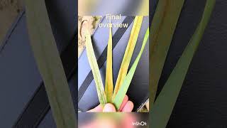 Analysis and final selection in the breeding programm