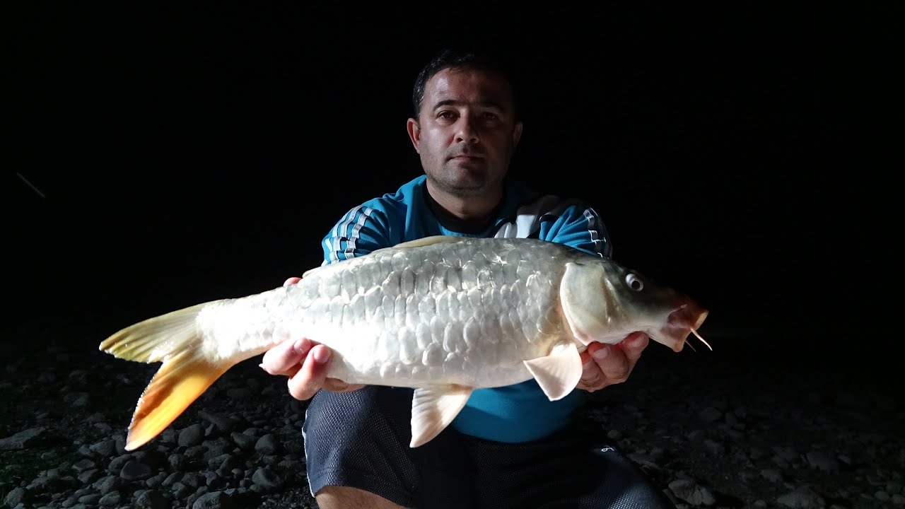 SAZAN AVI (ADANA ÇATALAN BARAJIN DA MİDYE İLE SAZAN AVI )