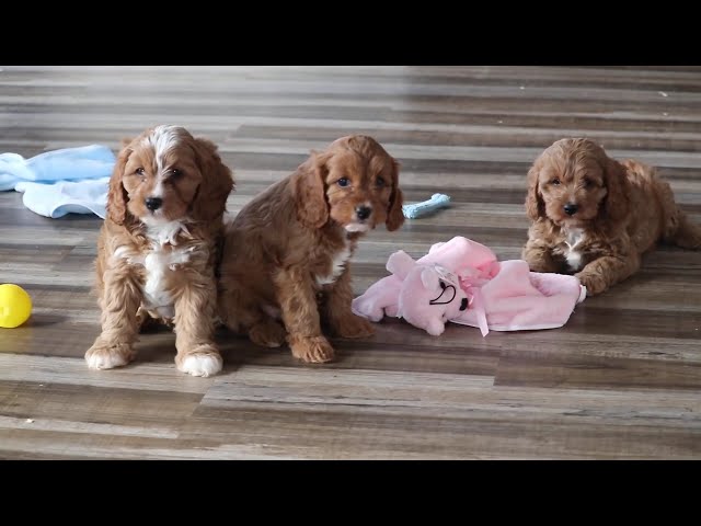 Indy video thumbnail