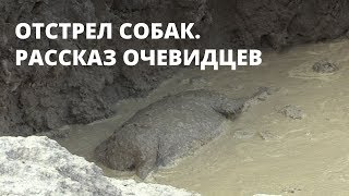Отстрел бродячих собак в Саратове. Рассказ очевидцев Отстрел бродячих собак в Саратове. Рассказ очевидцев