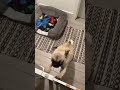 Purrs and pranks 98 funny cat purr