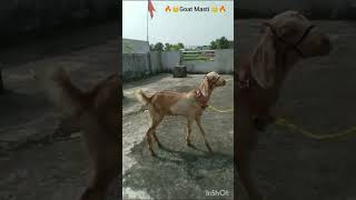 Like And Subscribe Bro