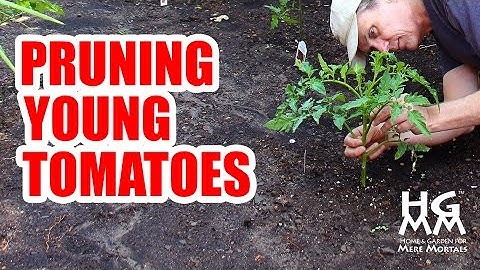 How to Prune Young Tomato Plants