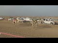 الشوط الرئيسي بكار مفاريد غايرات 1500م(مهمة)عبدالله بن حامد البلوي