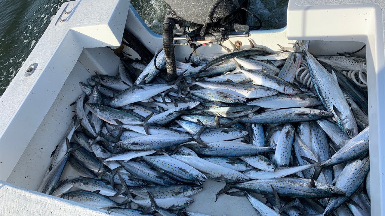 BOAT FULL OF MACKEREL COMMERCIAL FISHING... HUGE GIVEAWAY!