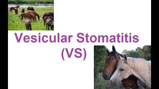 Learn what Vesicular Stomatitis VS in horses the symptoms and treatment full information video