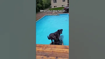 Dog Obsessed With Water Dog Dogvideo Funnydog Fyp 
