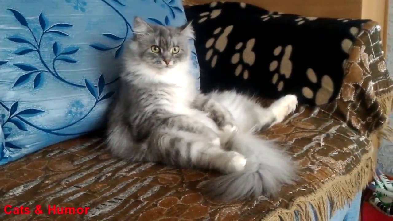 КОТЫ И ЮМОР - CATS and HUMOR #1