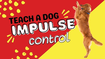 How to Teach a Dog Self Control, Impulse Control and Patience | Impulse Control Games for Dogs