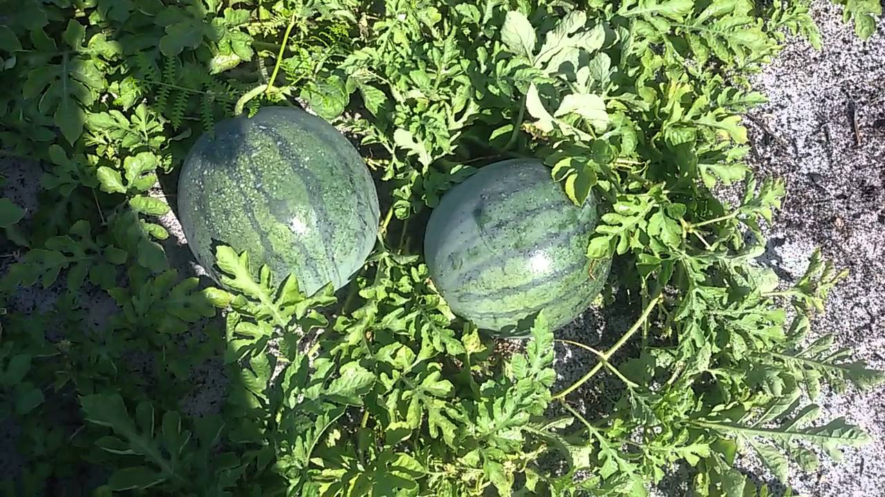 Kebun semangka 2 - YouTube