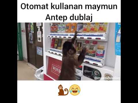 Otomattan Rakı Alan Maymun  Antep Dublaj