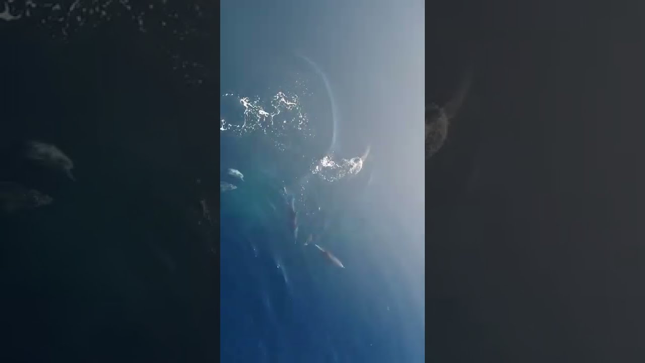 Dolphin Show in Dubai FULL VIDEO | Sea World's Dolphin Show Live