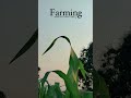 🍃💯🙌🏻 #farming #youtube #trending #marathisong #farmer