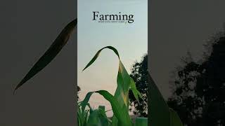 🍃💯🙌🏻 #farming #youtube #trending #marathisong #farmer